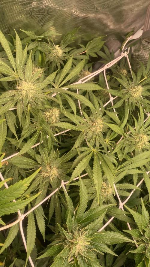 Mazar Kush - World Of Seeds. Week 12 - 28/4/2026