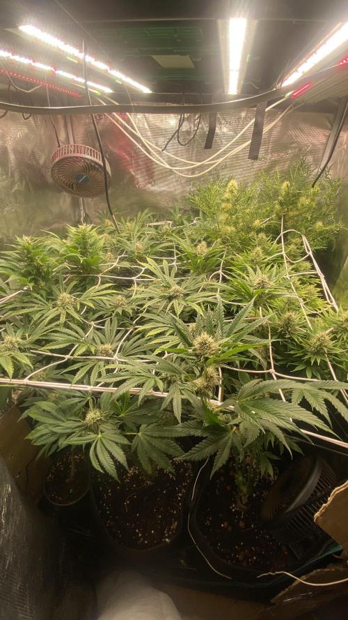 Mazar Kush - World Of Seeds. Week 12 - 28/4/2026