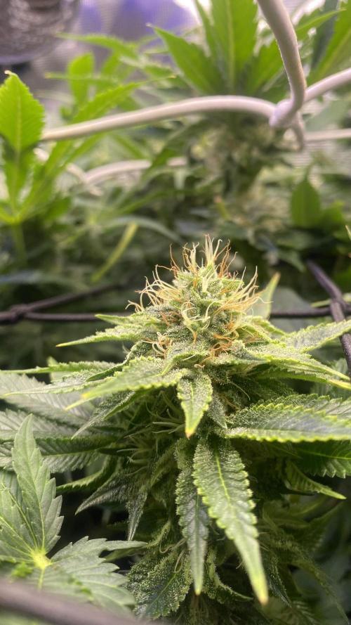 Grandpa Zombie Genetics Fem - Izi Farms. Week 13 - 29/4/2026