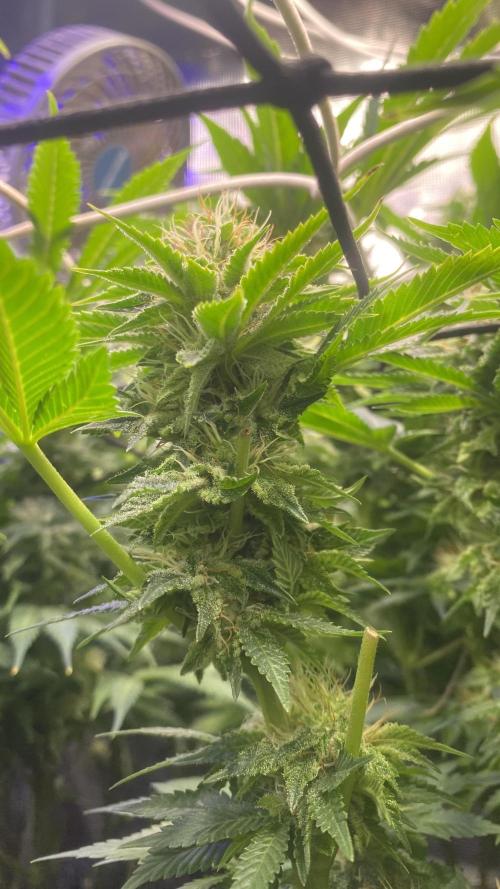 Grandpa Zombie Genetics Fem - Izi Farms. Week 13 - 29/4/2026