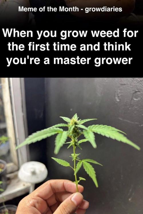 World of Seeds - Mazar Kush door Diips
