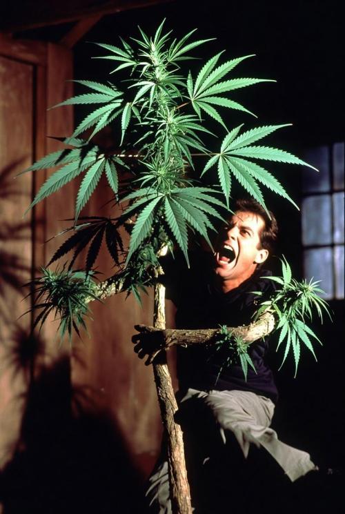 World of Seeds - Mazar Kush door Diips