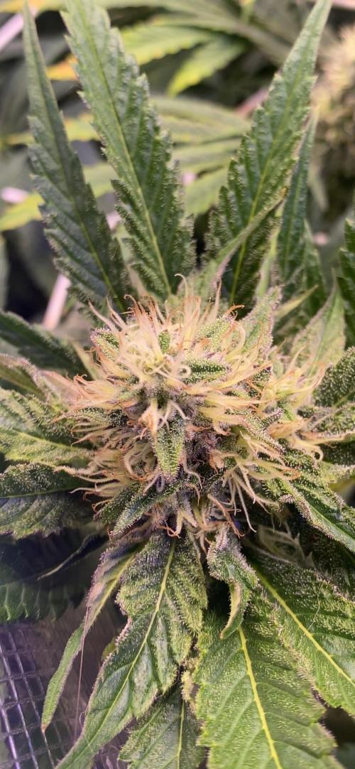 Papaya Frosting - Barneys Farm. Week 11 - 3/5/2026