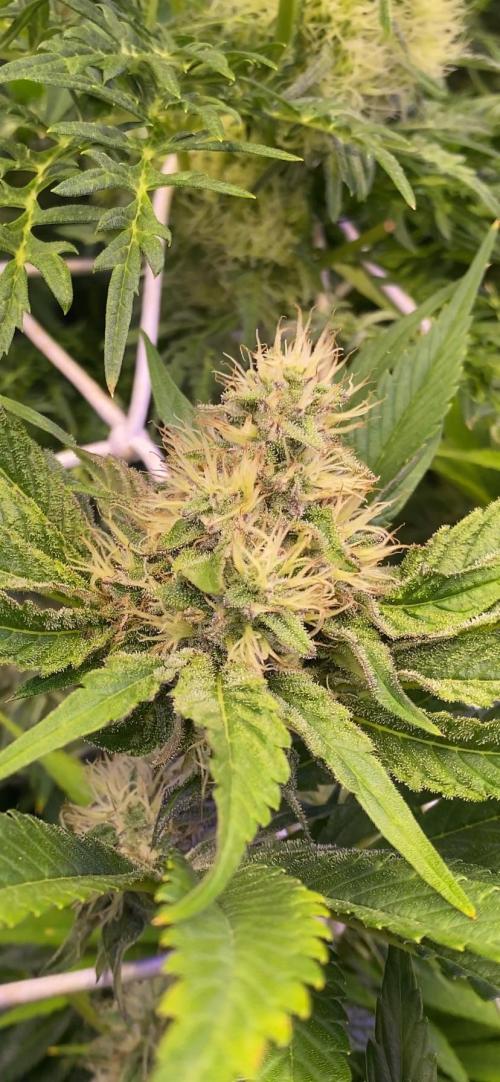 Papaya Frosting - Barneys Farm. Week 11 - 3/5/2026