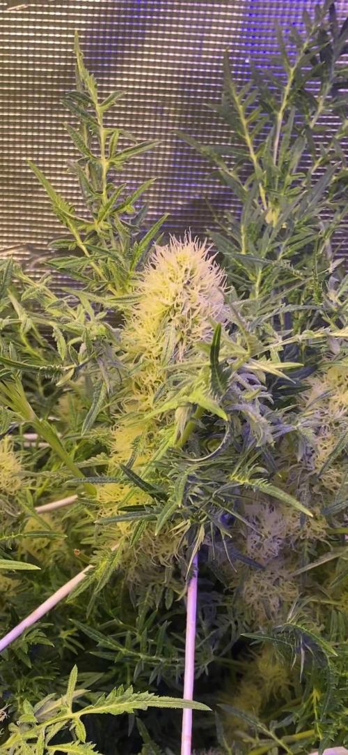 Mentha De Croco - TerpyZ. Mutant. Week 12 - 3/5/2026
