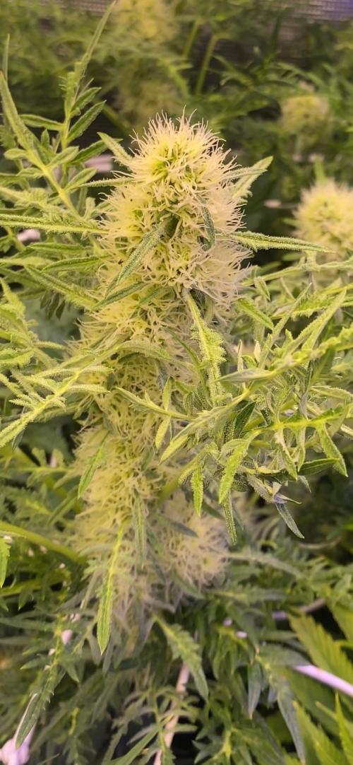 Mentha De Croco - TerpyZ. Mutant. Week 12 - 3/5/2026