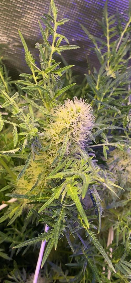 Mentha De Croco - TerpyZ. Mutant. Week 12 - 3/5/2026