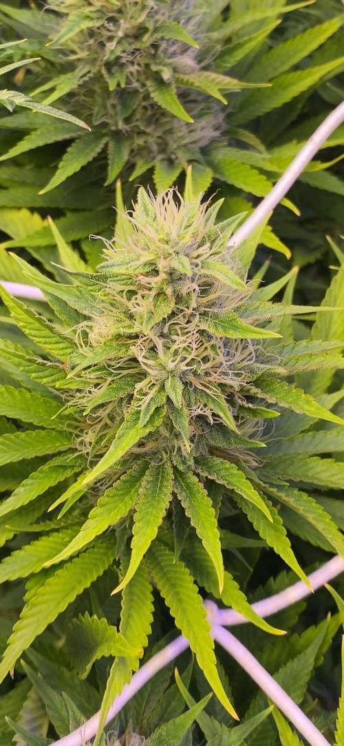 Eternity Growcup 2026 - Sticky Broccoli. Week 12 - 3/5/2026