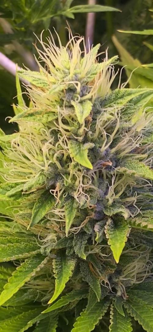 Eternity Growcup 2026 - Sticky Broccoli. Week 12 - 3/5/2026