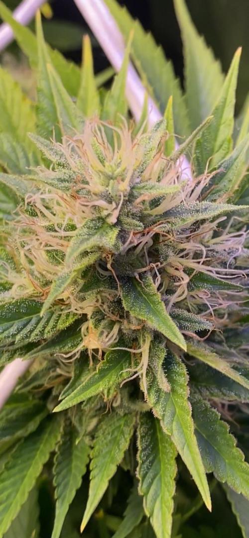 Eternity Growcup 2026 - Sticky Broccoli. Week 12 - 3/5/2026