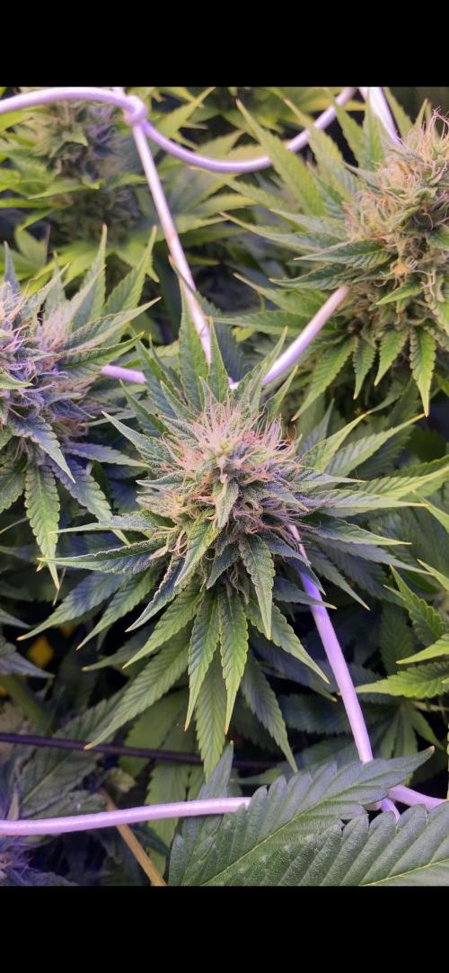 Eternity Growcup 2026 - Sticky Broccoli. Week 12 - 3/5/2026