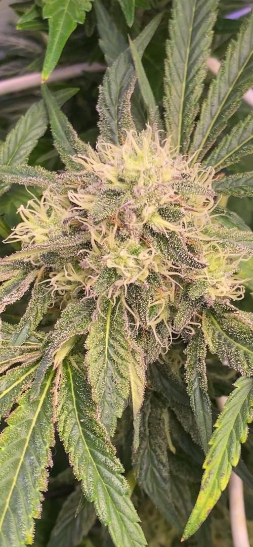 Sticky Wasabi Triploid  Growers Choice. Week 11 - 3/5/2026