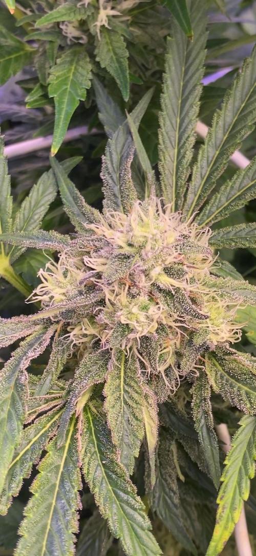 Sticky Wasabi Triploid  Growers Choice. Week 11 - 3/5/2026