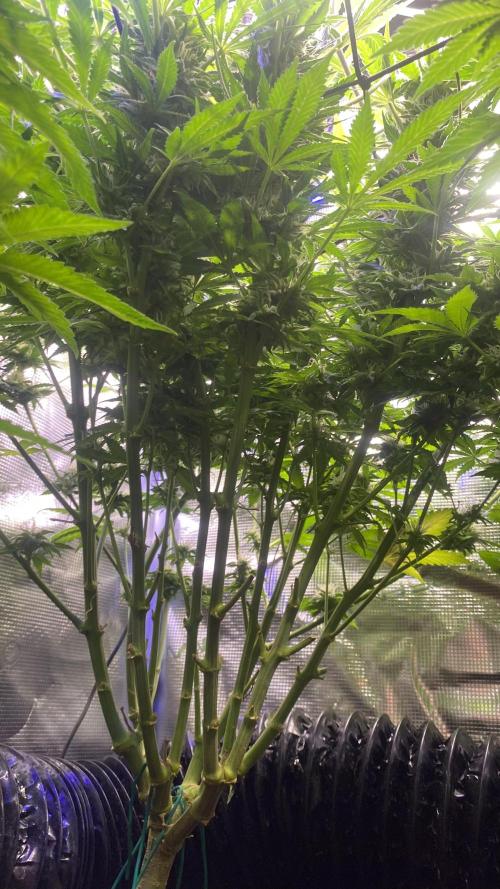 Mazar Kush - World Of Seeds. Week 13 - day 49 5/5/2026