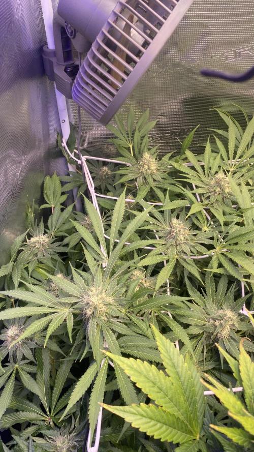 Mazar Kush - World Of Seeds. Week 13 - day 49 5/5/2026