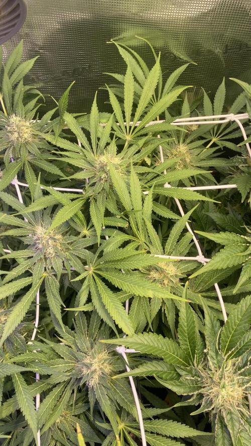 Mazar Kush - World Of Seeds. Week 13 - day 49 5/5/2026