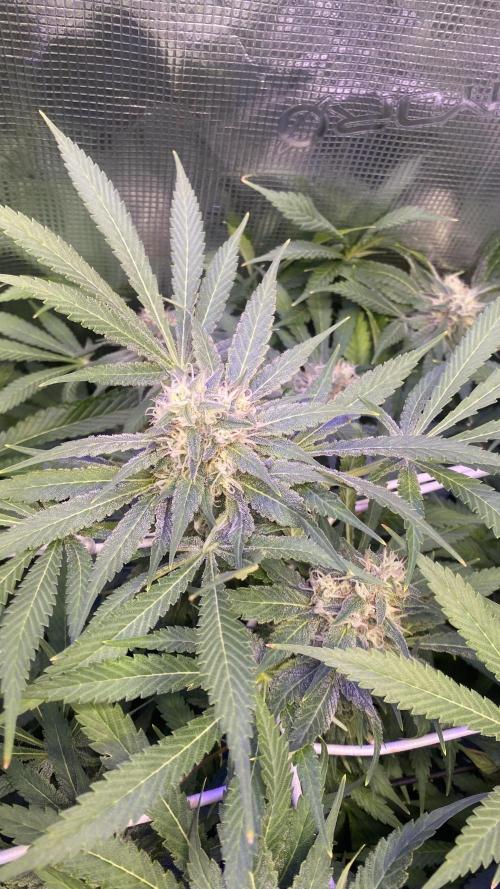 Mazar Kush - World Of Seeds. Week 13 - day 49 5/5/2026