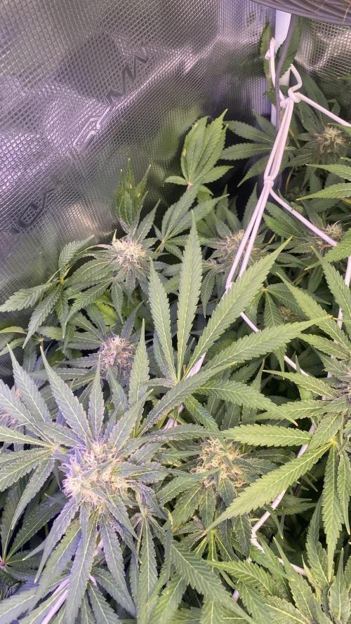 Mazar Kush - World Of Seeds. Week 13 - day 49 5/5/2026
