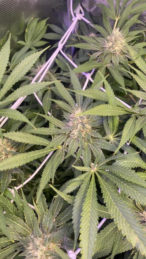 Mazar Kush - World Of Seeds. Week 13 - day 49 5/5/2026