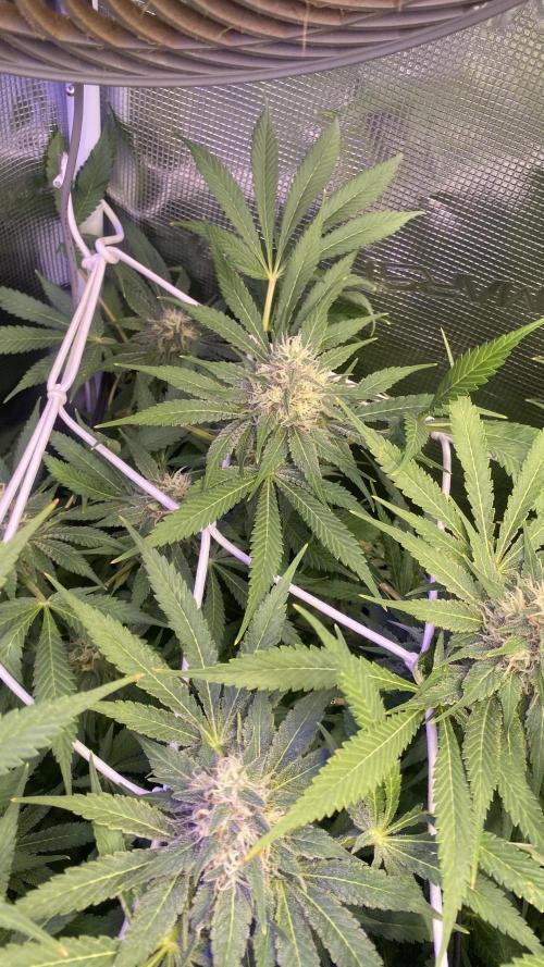 Mazar Kush - World Of Seeds. Week 13 - day 49 5/5/2026