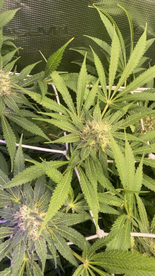 Mazar Kush - World Of Seeds. Week 13 - day 49 5/5/2026