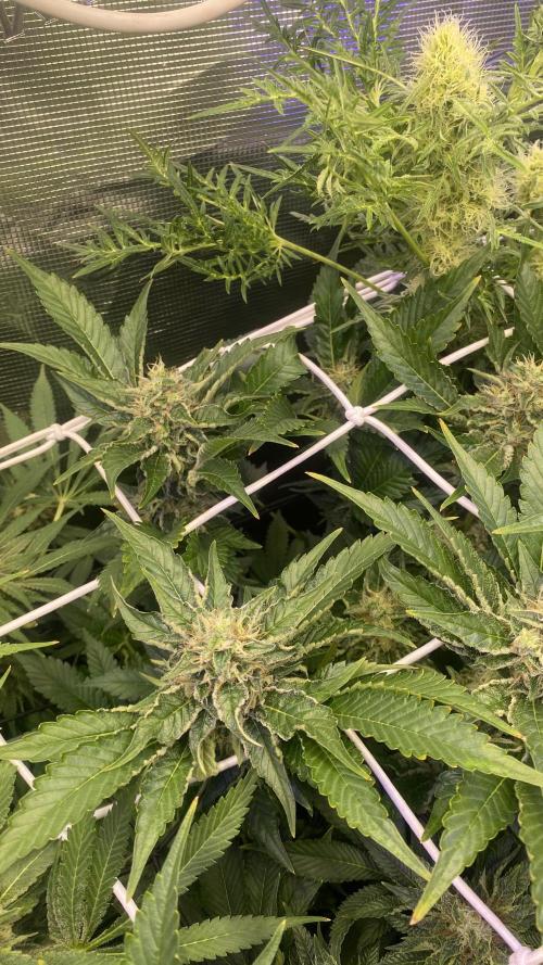 Tom Hills - Deep Chunk - reg photo. Week 13 - day 49 5/5/2026