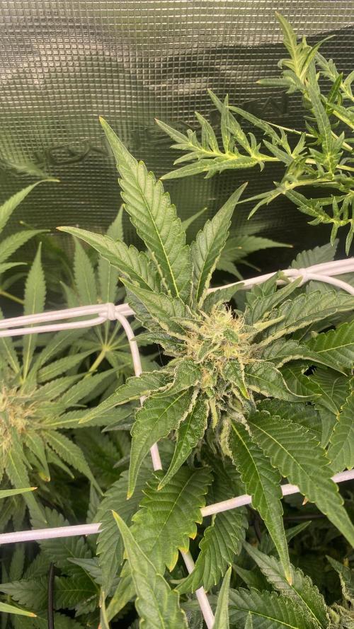 Tom Hills - Deep Chunk - reg photo. Week 13 - day 49 5/5/2026