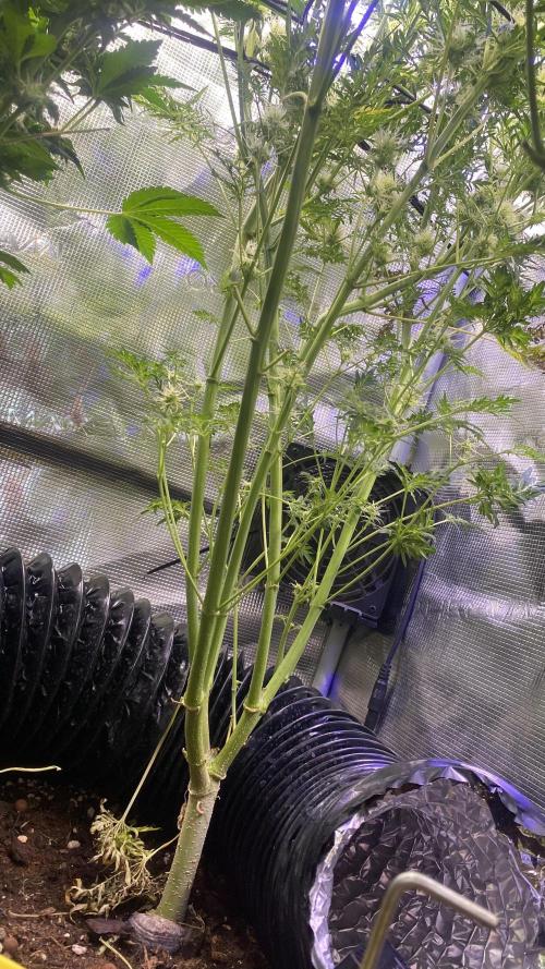 Mentha De Croco - TerpyZ. Mutant. Week 13 - day 49 5/5/2026
