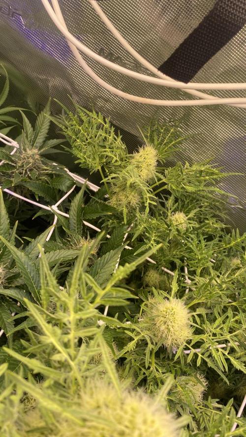 Mentha De Croco - TerpyZ. Mutant. Week 13 - day 49 5/5/2026
