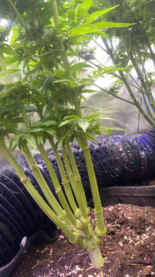 Zamnesia - Hindu Kush - Landrace - Fem. Week 12 - day 49 5/5/2026