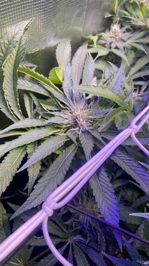 Zamnesia - Hindu Kush - Landrace - Fem. Week 12 - day 49 5/5/2026