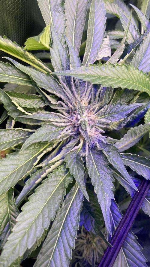 Zamnesia - Hindu Kush - Landrace - Fem. Week 12 - day 49 5/5/2026