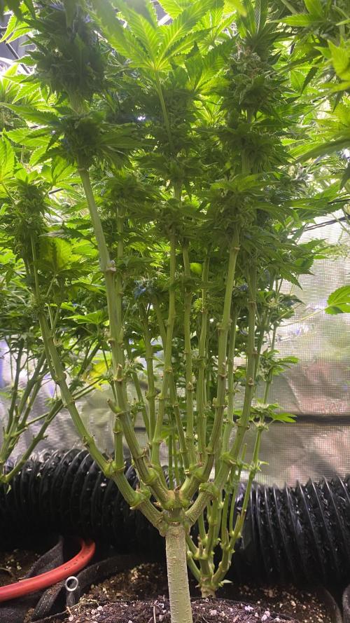 Grandpa Zombie Genetics Fem - Izi Farms. Week 14 - day 49 5/5/2026