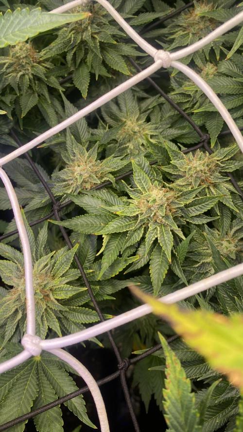Grandpa Zombie Genetics Fem - Izi Farms. Week 14 - day 49 5/5/2026