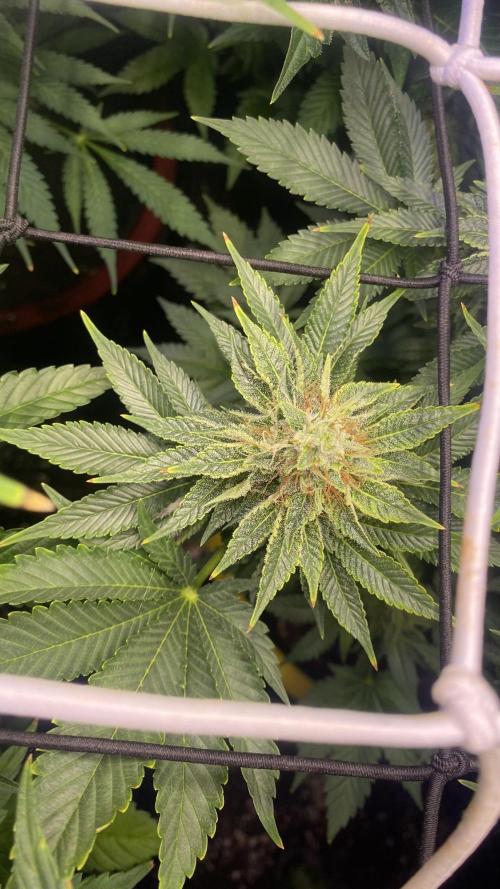 Grandpa Zombie Genetics Fem - Izi Farms. Week 14 - day 49 5/5/2026