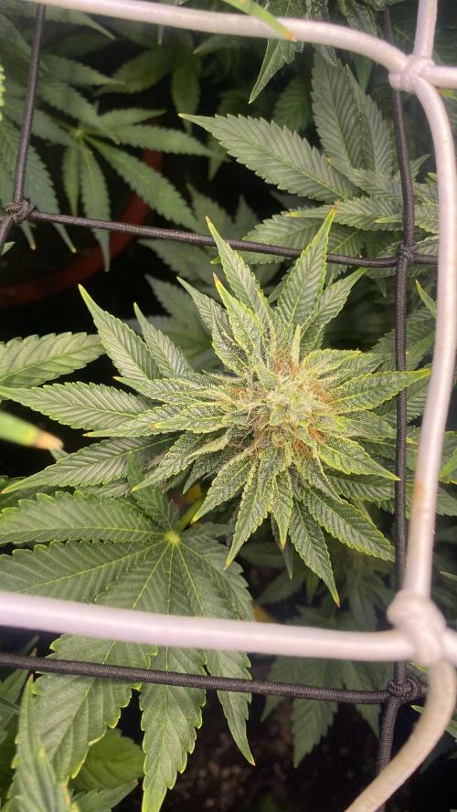 Grandpa Zombie Genetics Fem - Izi Farms. Week 14 - day 49 5/5/2026