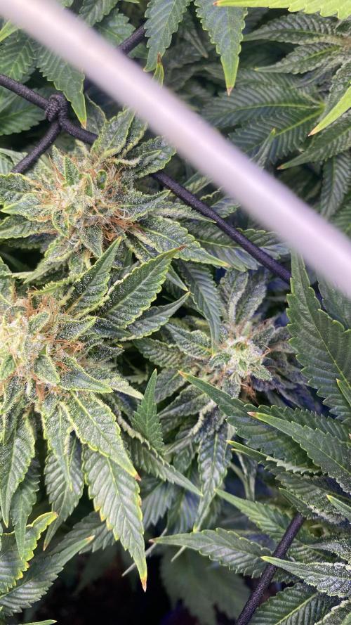 Grandpa Zombie Genetics Fem - Izi Farms. Week 14 - day 49 5/5/2026
