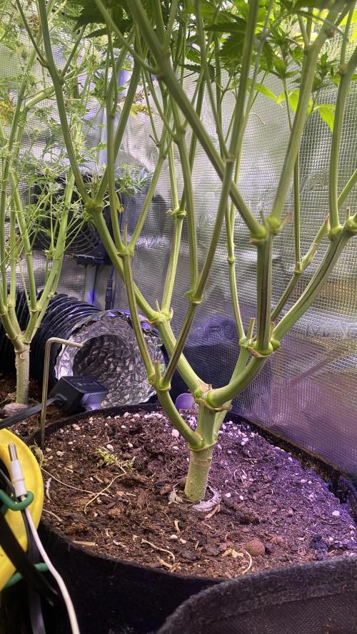 Eternity Growcup 2026 - Sticky Broccoli. Week 13 - day 49 5/5/2026