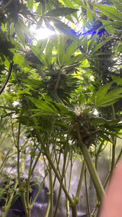 Eternity Growcup 2026 - Sticky Broccoli. Week 13 - day 49 5/5/2026