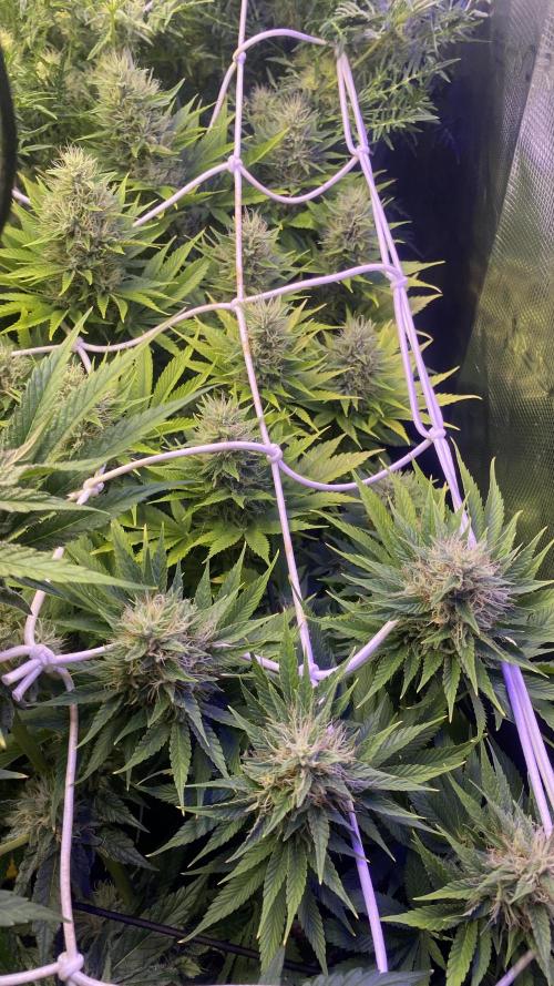 Eternity Growcup 2026 - Sticky Broccoli. Week 13 - day 49 5/5/2026