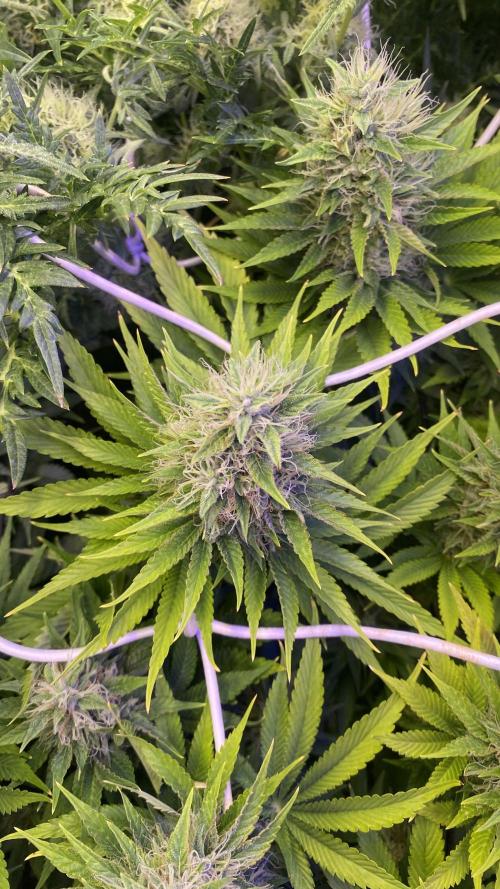 Eternity Growcup 2026 - Sticky Broccoli. Week 13 - day 49 5/5/2026