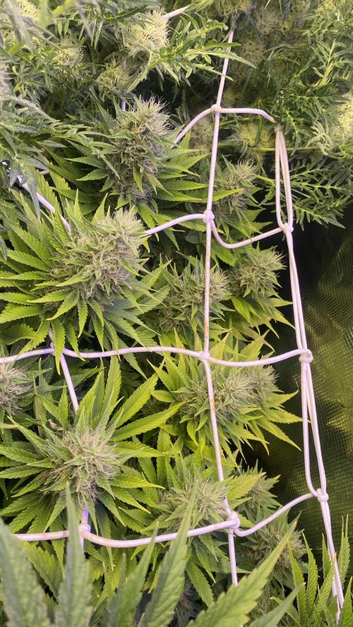 Eternity Growcup 2026 - Sticky Broccoli. Week 13 - day 49 5/5/2026