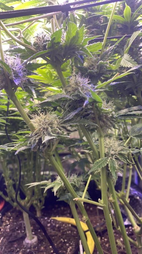Papaya Frosting - Barneys Farm. Week 12 - day 49 5/5/2026