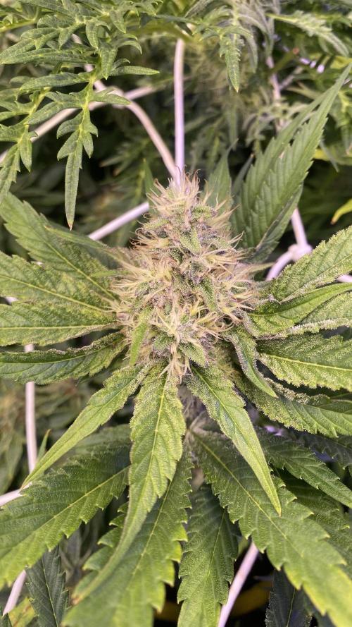 Papaya Frosting - Barneys Farm. Week 12 - day 49 5/5/2026