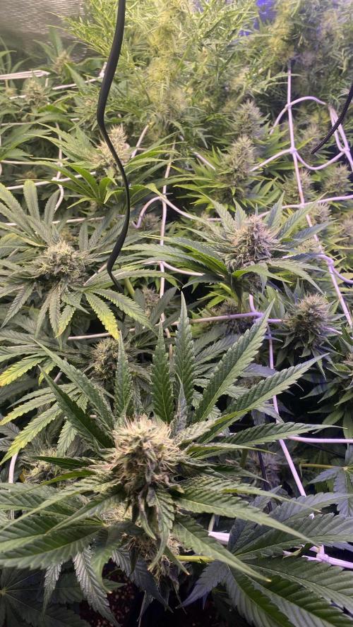 Papaya Frosting - Barneys Farm. Week 12 - day 49 5/5/2026