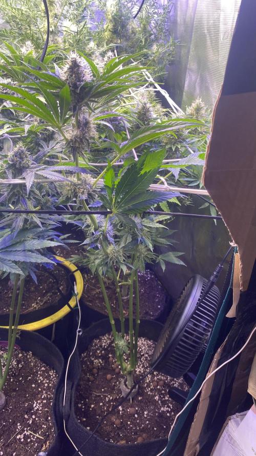 Papaya Frosting - Barneys Farm. Week 12 - day 49 5/5/2026