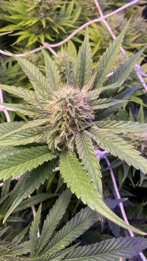 Papaya Frosting - Barneys Farm. Week 12 - day 49 5/5/2026