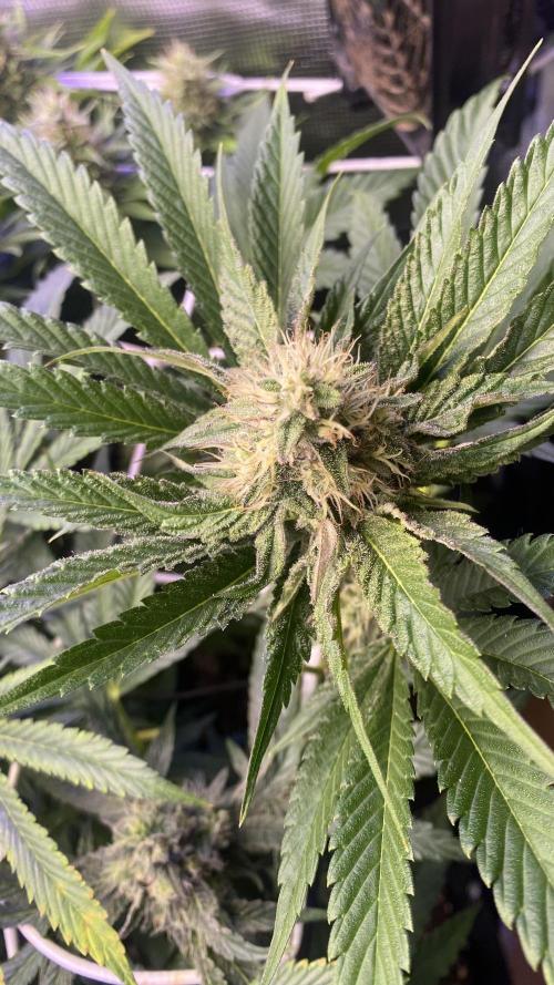 Papaya Frosting - Barneys Farm. Week 12 - day 49 5/5/2026
