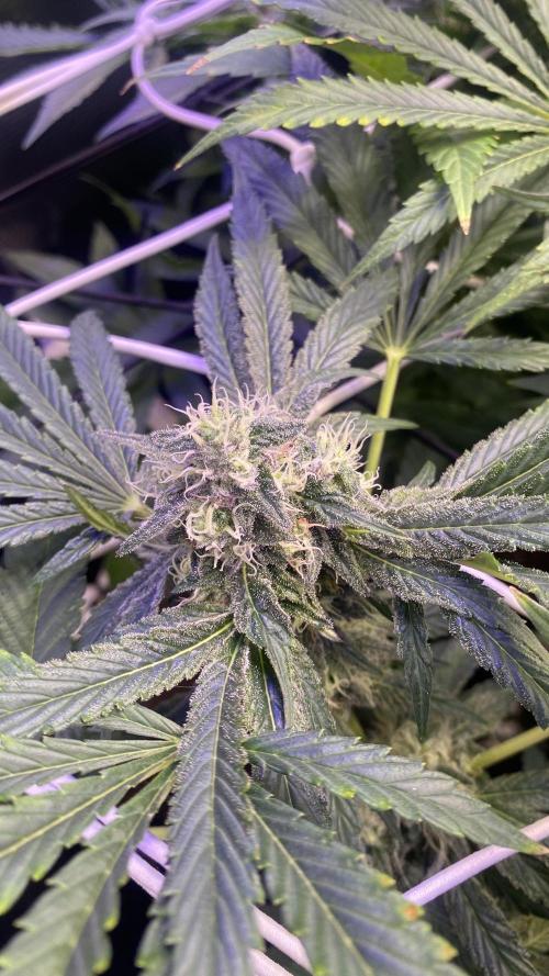 Sticky Wasabi Triploid  Growers Choice. Week 12 - day 49 5/5/2026