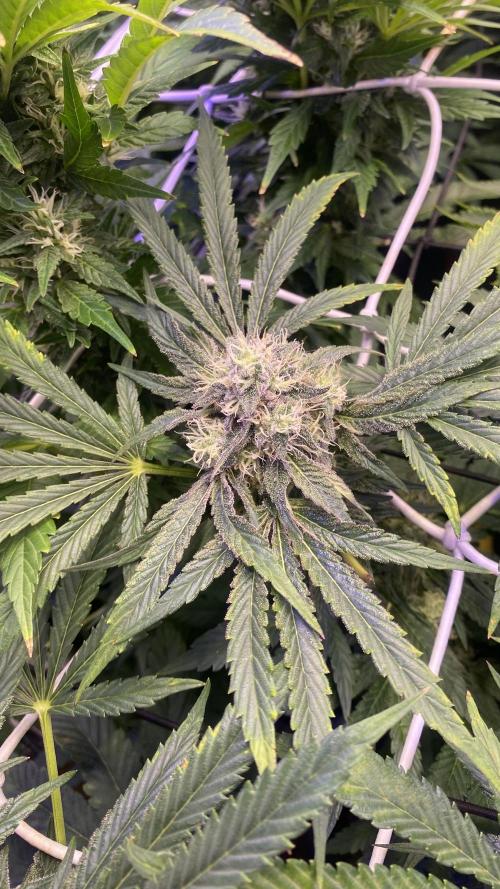 Sticky Wasabi Triploid  Growers Choice. Week 12 - day 49 5/5/2026